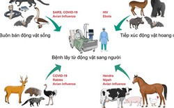 HCDC và ngành thú y TPHCM tăng cường phối hợp dữ liệu phòng bệnh lây từ động vật