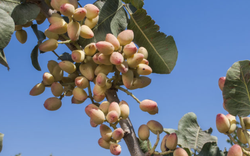 Đắt hơn sầu riêng, Việt Nam bất ngờ thu về hơn 100 triệu USD từ loại quả không tự trồng được, đã tiêu thụ khắp thế giới trong 8.000 năm qua