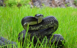 6 thứ rắn cực kỵ, chạm mặt là "quay xe"