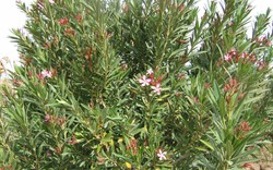 Loại cây “gọi” rắn tới nhà, chứa chất cực độc: Nhiều gia đình trồng mà không biết