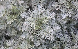 6 loại cây đuổi rắn, nên trồng trong nhà ngay