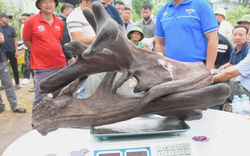 Mang thứ như "khúc củi khô" đi bán anh nông dân "đút túi" ngay 107 triệu đồng