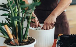 6 việc cần làm với cây kim tiền ngay bây giờ