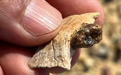 Sinh vật lạ ở Ai Cập vừa làm thay đổi lịch sử loài người