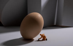 Nếu con người đẻ trứng thay vì mang thai, xã hội sẽ đảo lộn ra sao?