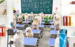 Cô gái gây tranh cãi khi chi 45 triệu đồng/tháng cho chó đi học