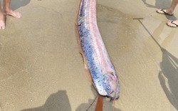 Sinh vật dài như dải lụa, toàn thân màu bạc bất ngờ dạt vào bờ biển Mỹ Khê, dân mạng tranh cãi không ngớt