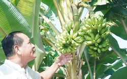 Chuyện lạ ở Cà Mau: Chuối một thân trổ 2 buồng, lão nông nói “chưa từng thấy”