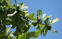 Loại quả xưa rụng đầy sân, cho không còn lười nhặt, nay thành đặc sản giá tới 500.000 đồng/kg