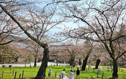 Con số bất ngờ về người Việt đi du lịch Nhật Bản