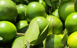 Nghe tên loại quả này thấy cả "bầu trời giàu sang": 4 mùa đều ra hoa kết trái, nhà nào trồng được thì lộc to