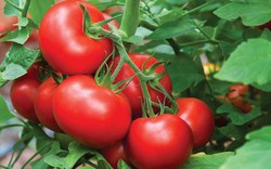 4 loại rau được ví như “máy lọc tự nhiên” cho gan và đường ruột, chị em nên biết sớm