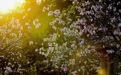 Hoa ban bung nở ngập tràn Điện Biên