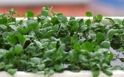 Mỹ ca ngợi "loại rau tốt nhất thế giới", hóa ra người Việt đã ăn từ lâu