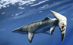 Thủy quái dài 9 mét xuất hiện giữa mỏ phốt phát