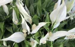 Bí quyết giúp lan ý nở hoa liên tục mà không cần phân bón đắt tiền