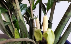 5 cây ra hoa là gia chủ "có lộc", tiền bạc rủng rỉnh, vận may tìm đến tận cửa