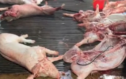 Vụ heo bệnh vào trường học: Công ty CP Dịch vụ suất ăn Công nghiệp Hà Nội nói mình là "nạn nhân"