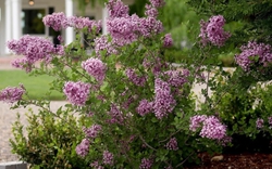 8 loại cây nở hoa thơm ngát suốt mùa hè, nên trồng ngay trong nhà