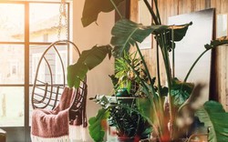 5 loại cây cảnh không nên mua kẻo phí tiền, phí sức