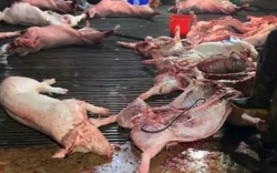 Phát hiện lợn bệnh bị tuồn vào bếp ăn trường học, Bộ Y tế vào cuộc