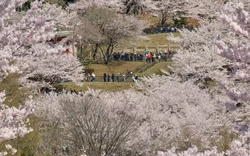 Thị trấn Nhật Bản quá tải khách ngắm hoa anh đào