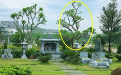 6 loại cây thường được trồng bên mộ vừa đẹp vừa giúp tụ khí, con cháu đời sau dễ công thành danh toại