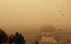 Cứ đêm đến quạ đen kéo kín trời ở Tử Cấm Thành, sự thật khiến ai cũng rợn người