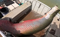 Ngư dân câu được con cá khổng lồ nặng 160 kg trên sông