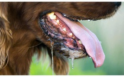 Một người ở Tây Ninh tử vong sau 2 lần bị chó nhà cắn và cào vào tay