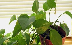 4 niềm vui, 3 nỗi sợ khi trồng trầu bà trong nhà