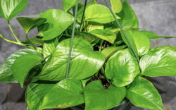 3 điều cần làm với cây trầu bà ngay bây giờ