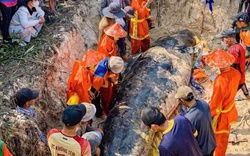 Cá heo lụy ở bờ biển Sông Cầu, trước đó người dân nhiều lần đẩy ra nhưng cá vẫn dạt vào