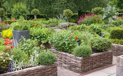 4 loại cây nên trồng trong vườn: Có 1 cũng tốt đủ đường