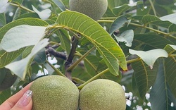 Loại quả thuộc top "tốt nhất thế giới", có ở Việt Nam, trồng một lần thu hoạch nhiều năm, tốt cho sức khoẻ