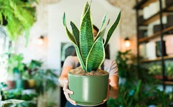 3 điều cần làm với cây lưỡi hổ ngay bây giờ