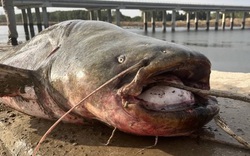 Ngư dân câu được con cá trê khổng lồ nặng 100kg trên sông