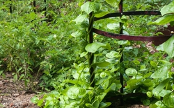 4 loại rau độc đáo, rất nên trồng: Thu hoạch được suốt mùa hè