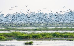 Hiện tượng lạ: Hàng ngàn chim hoang dã ùn ùn kéo về, che kín bầu trời Vườn Quốc gia sau 20 năm
