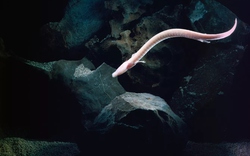 Sinh vật kỳ bí mang hình dáng loài rồng: Chúng có thể bất động trong 7 năm, nhịn ăn 10 năm và thậm chí sống đến hơn một thế kỷ