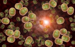 Vi khuẩn “ẩn mình” trong họng, có thể gây tử vong trong vòng 24 giờ