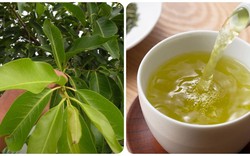 Những ai không nên uống nước lá vối tươi?