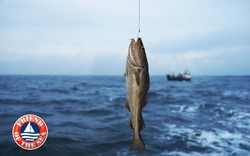 Bí quyết bổ sung Omega-3 đúng chuẩn "vừa tươi vừa tốt" để tăng cường sức khoẻ