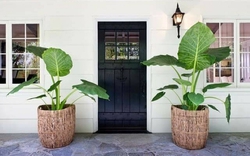 Không phải mê tín, giờ mới biết vì sao nhà giàu thường đặt 2 chậu cây ở cửa ra vào