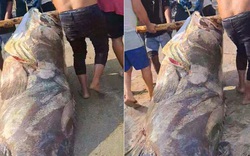 Ngư dân bắt được con cá mú khổng lồ, nặng hơn 290kg trên biển