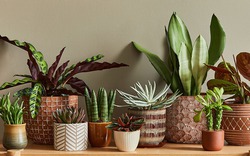 Trồng cây trong chậu "kỵ" nhất 7 sai lầm này - biết tránh thì cây xanh tốt quanh năm