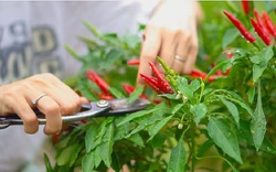 3 loại cây nên trồng tháng 4: Trồng một lần cho quả lâu dài, tốt trăm đường