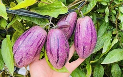 Loại quả lạ gây "sốt mạng" vì không chỉ giải nhiệt mùa hè còn tốt cho tim mạch, cực giàu vitamin, dưỡng da, giảm cân