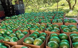 Không phải sầu riêng, loại quả của Việt Nam khiến cựu Thứ trưởng Bộ Nông nghiệp Mỹ phải tấm tắc khen ngon, vừa có thêm 'visa' sang Trung Quốc