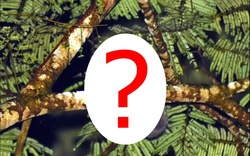 Sinh vật cả thế giới tưởng đã tuyệt chủng 6.000 năm bất ngờ lộ diện ở Đông Nam Á: Phát hiện gây chấn động